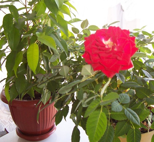 роза. Цветы