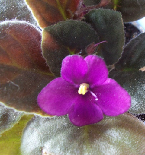 фиалка. Цветы