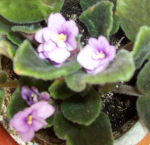 фиалка. Цветы