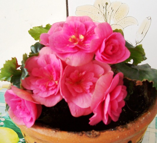 бегония. Цветы