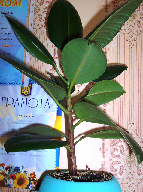 фикус. Цветы