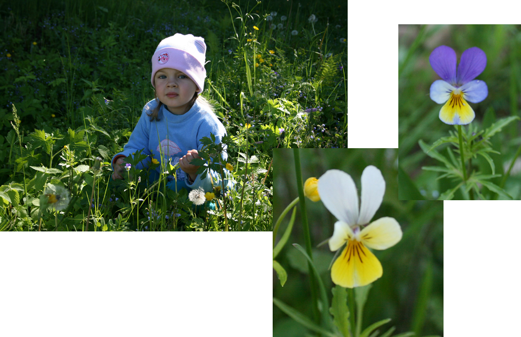 В фиалках. Ассы