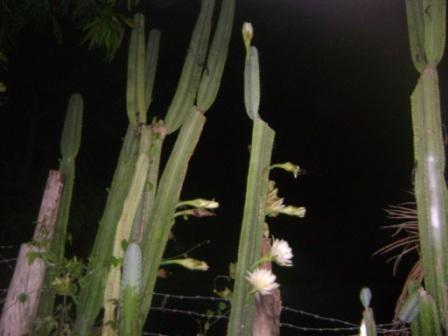 кактусы зацвели. растения