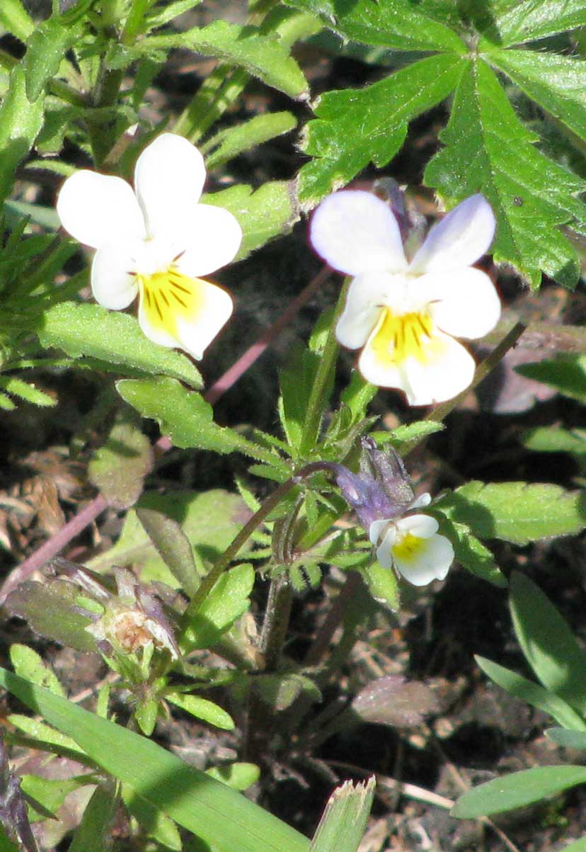 Фиалка 3-хцветная.. 2005.Цветы, пейзажи и прочее