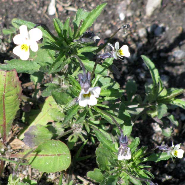 2005.Цветы, пейзажи и прочее