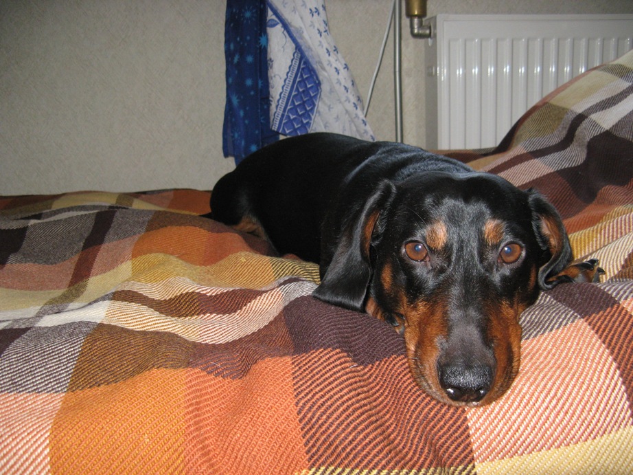 Любимая собака Че. Мои мальчики