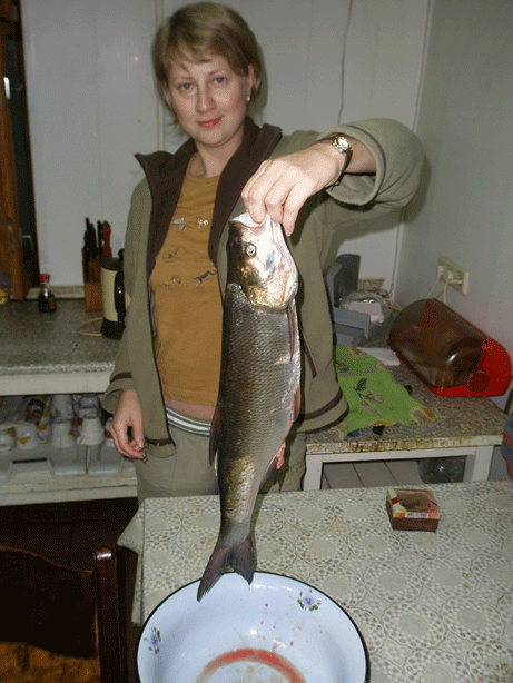 жерех. \Рыбалка