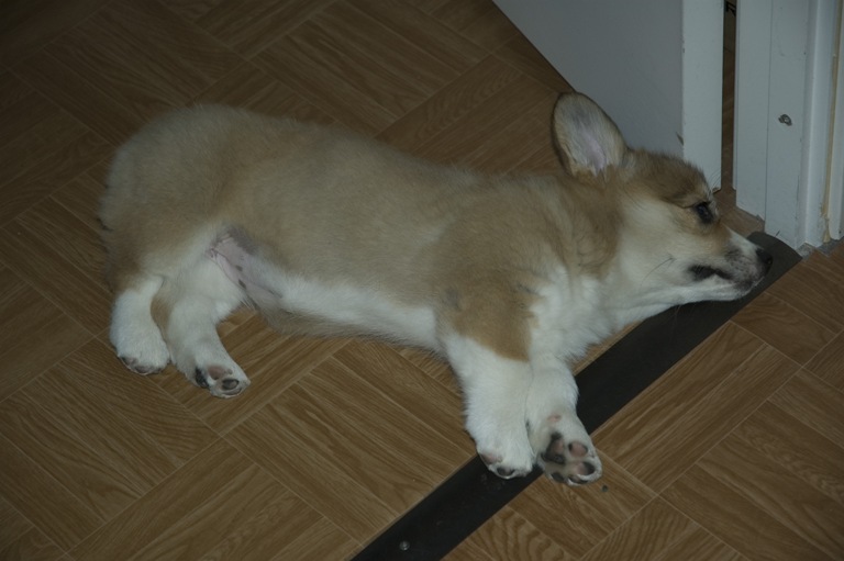 ...и вот так. Звери