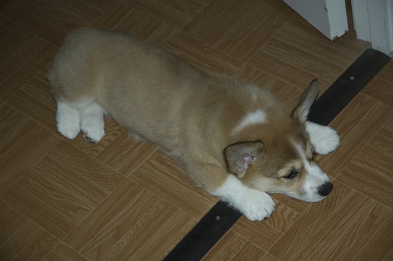 Спим в коридоре так.... Звери