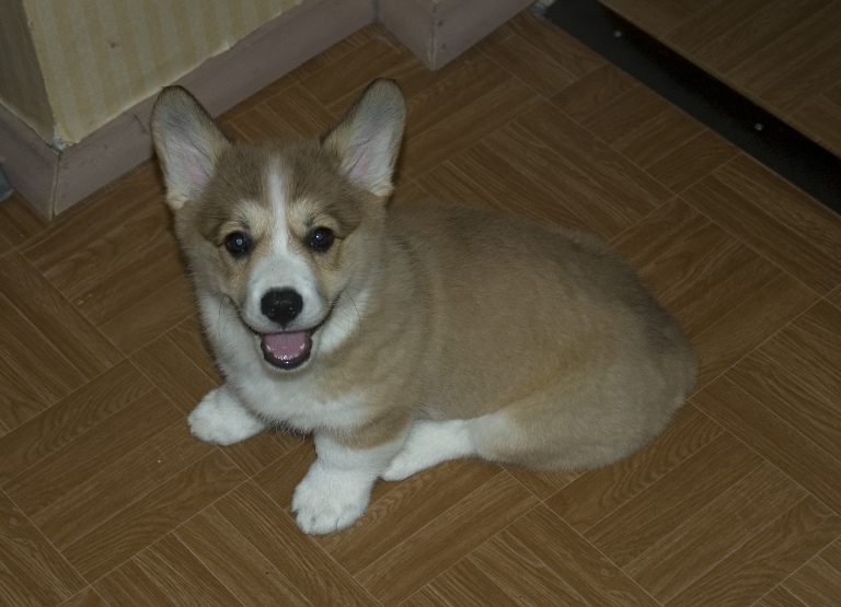 15 июля из Риги приехала моя Сарочка. Звери