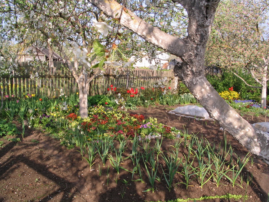 Здесь видно, какой он на самом деле маленький, этот садик. Садик (хвастаюсь маменькой)