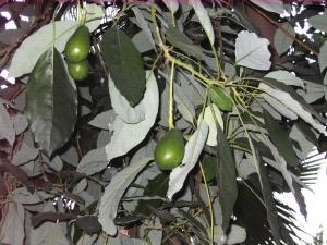 Turkey, Kemer jul. 2008