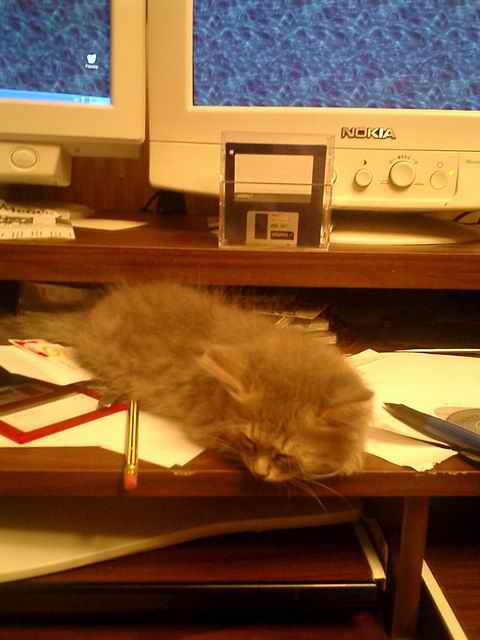 кошачий младенец спит. Любимая животная