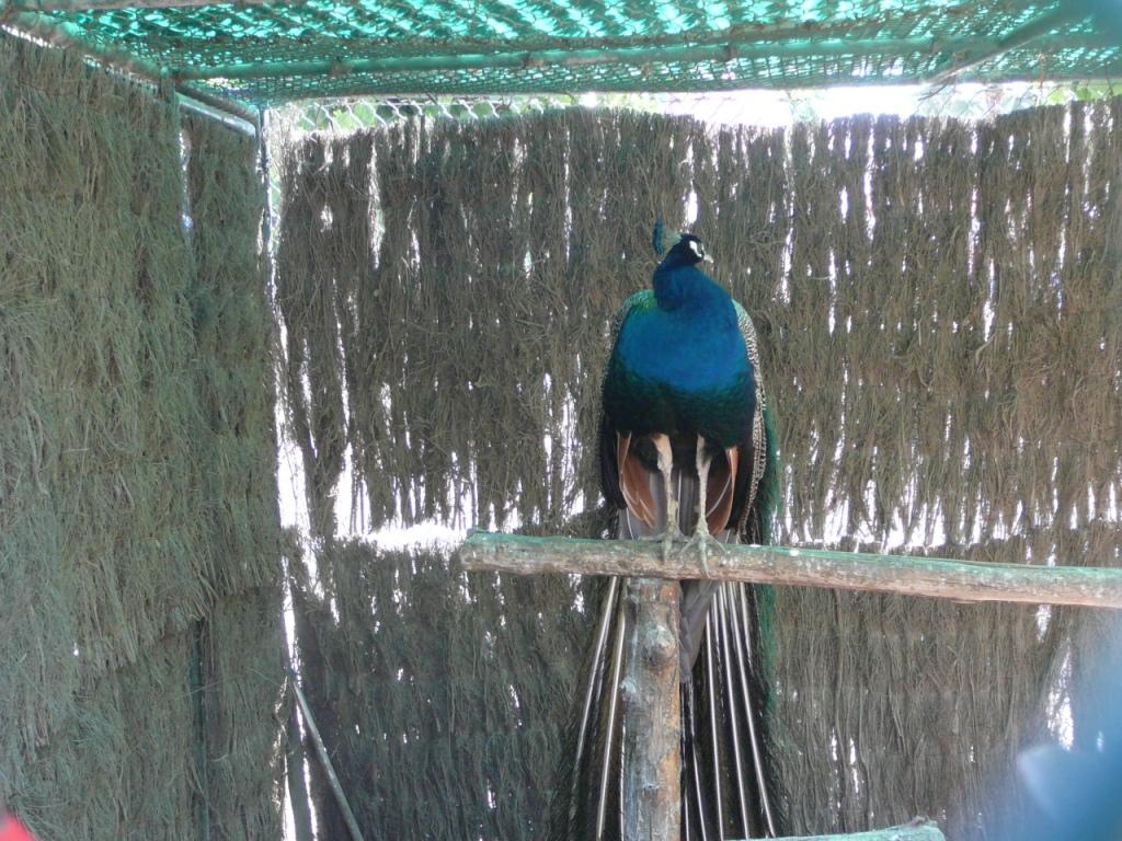 Мини-зоопарк отеля. Спой, птичка.... Отель