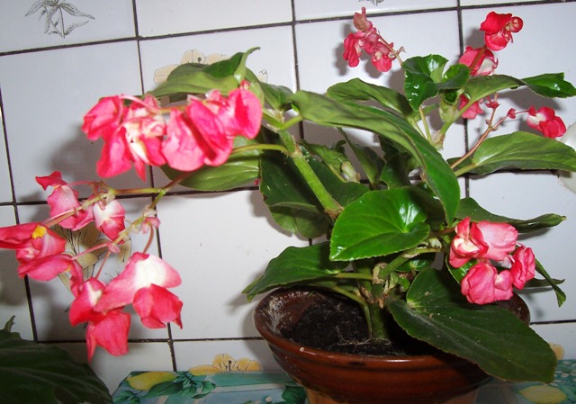 вечноцветущая бегония. Цветы