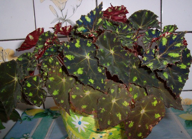 бегония. Цветы