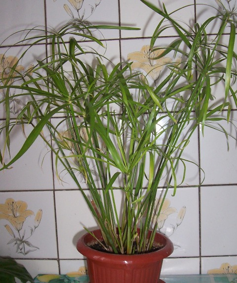 ципирус. Цветы