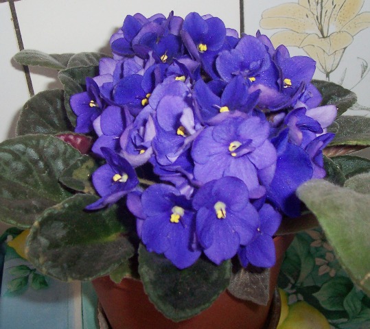 фиалка. Цветы