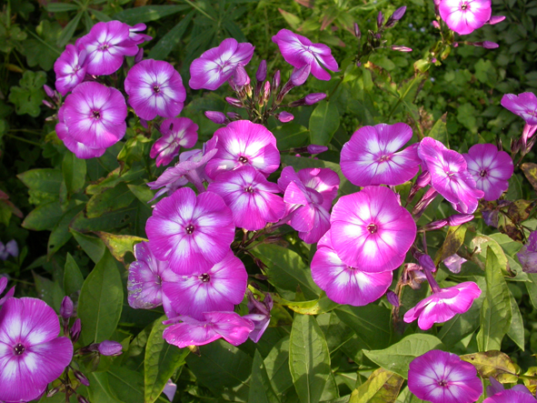 Он же.. Флоксы. Разные цвета