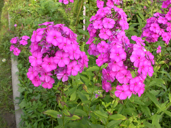 Флоксы. Разные цвета