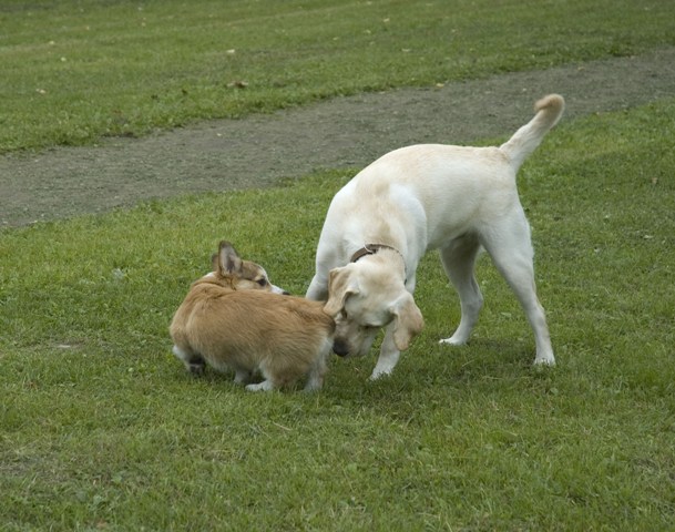 В Удельном парке. 20 августа 2008 г.