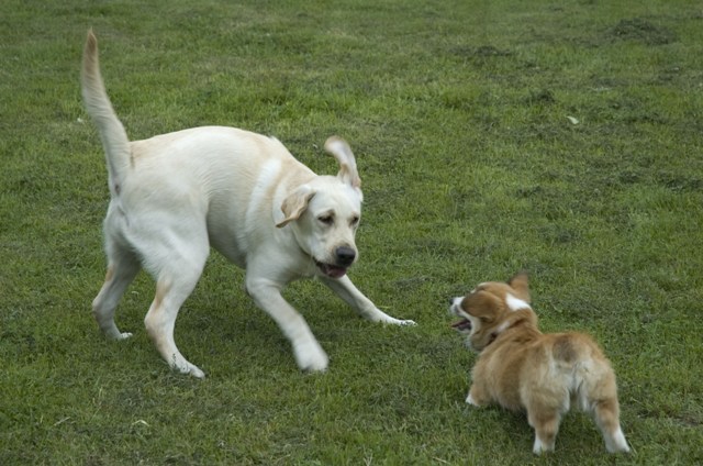 В Удельном парке. 20 августа 2008 г.