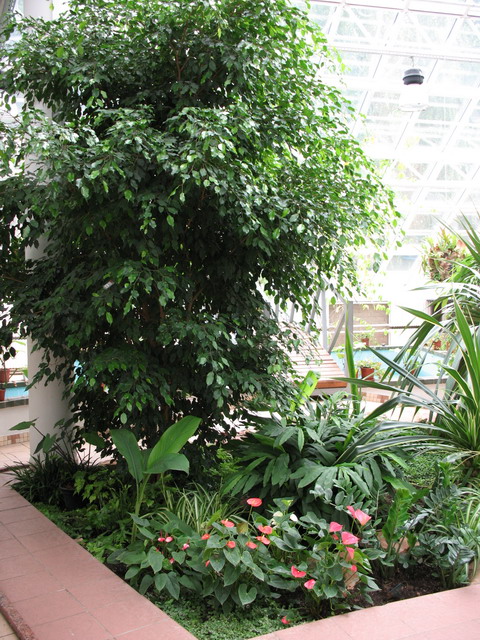 Ботанический сад (оранжерея) в Минске