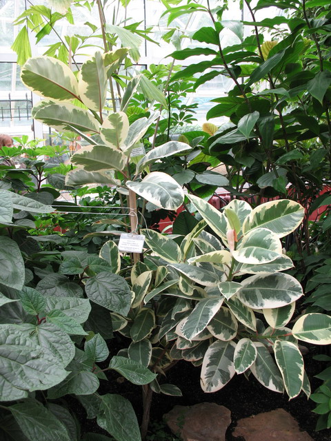 Ботанический сад (оранжерея) в Минске