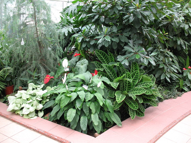 Ботанический сад (оранжерея) в Минске