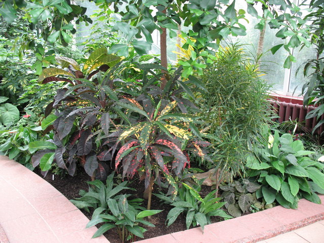 Ботанический сад (оранжерея) в Минске