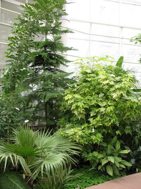 Ботанический сад (оранжерея) в Минске