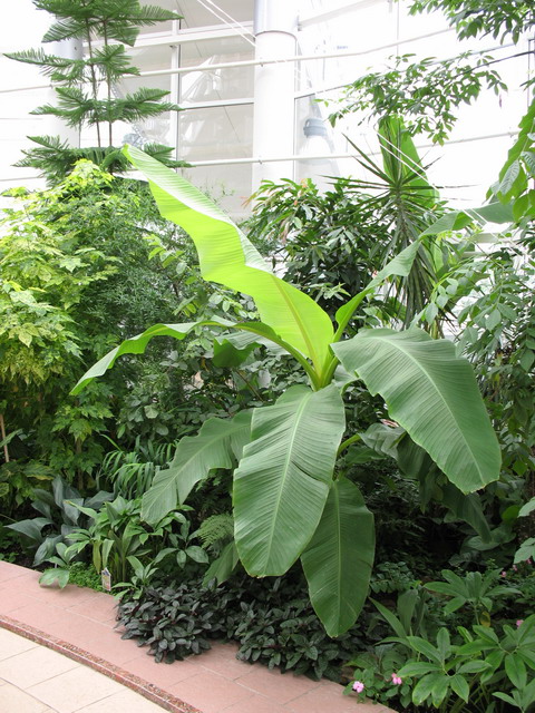 Ботанический сад (оранжерея) в Минске