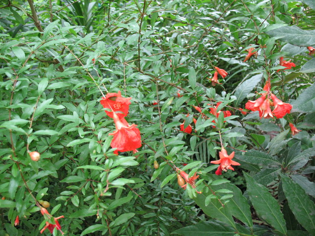 Ботанический сад (оранжерея) в Минске