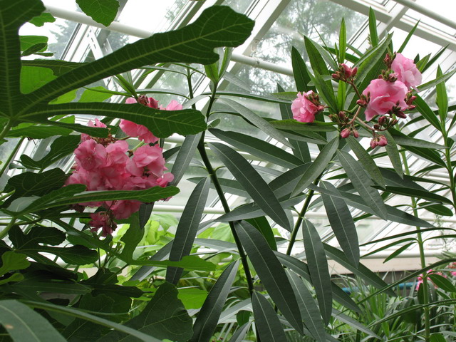 Ботанический сад (оранжерея) в Минске