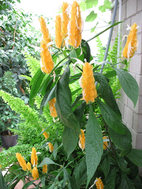 Ботанический сад (оранжерея) в Минске