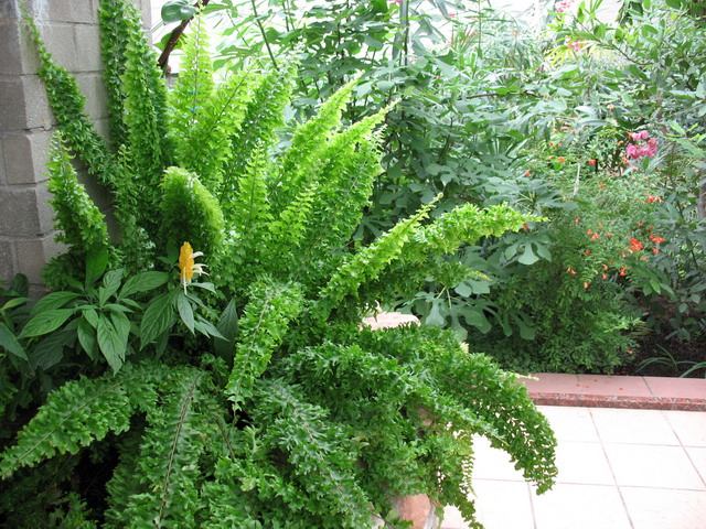 Ботанический сад (оранжерея) в Минске