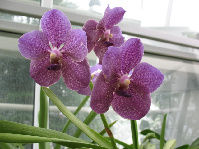 Ботанический сад (оранжерея) в Минске