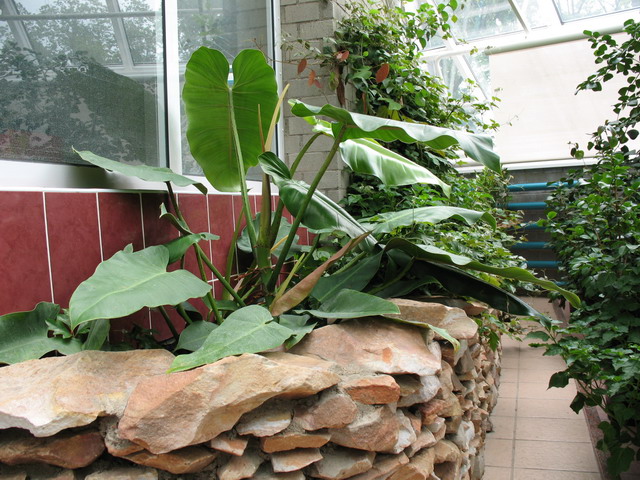 Ботанический сад (оранжерея) в Минске