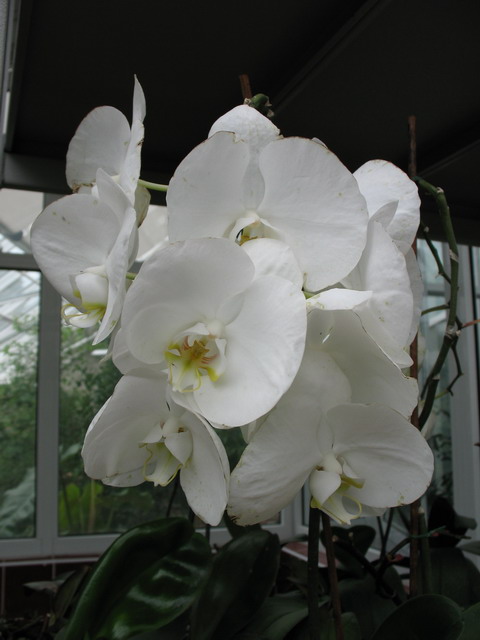 Ботанический сад (оранжерея) в Минске