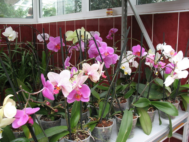 Ботанический сад (оранжерея) в Минске