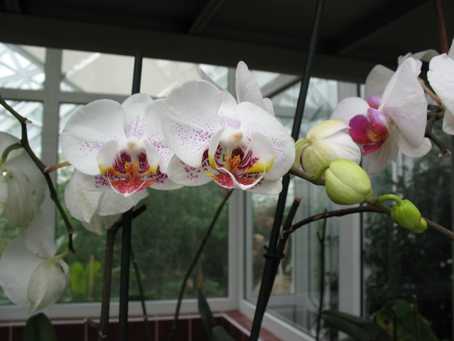 Ботанический сад (оранжерея) в Минске