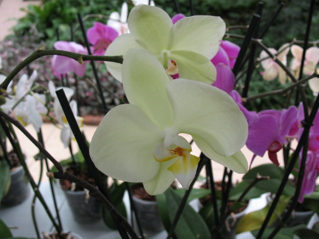 Ботанический сад (оранжерея) в Минске