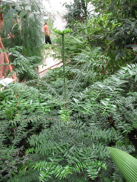 Ботанический сад (оранжерея) в Минске