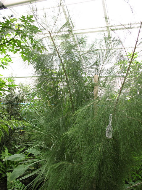 Ботанический сад (оранжерея) в Минске