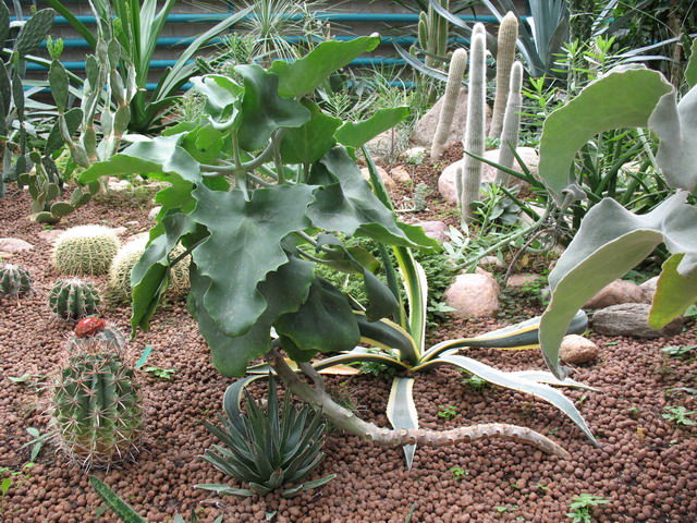 Ботанический сад (оранжерея) в Минске