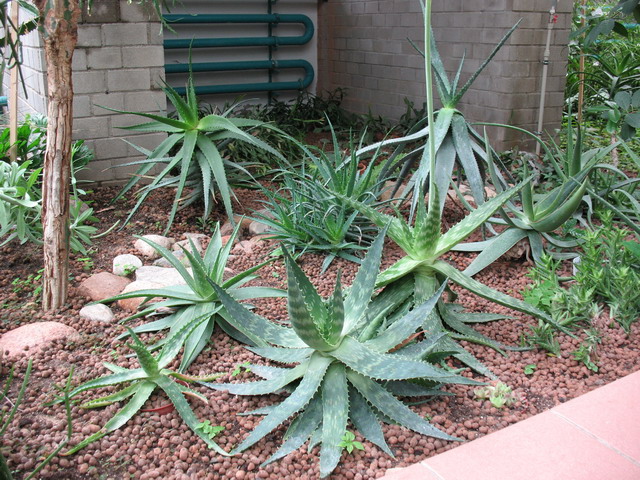 Ботанический сад (оранжерея) в Минске