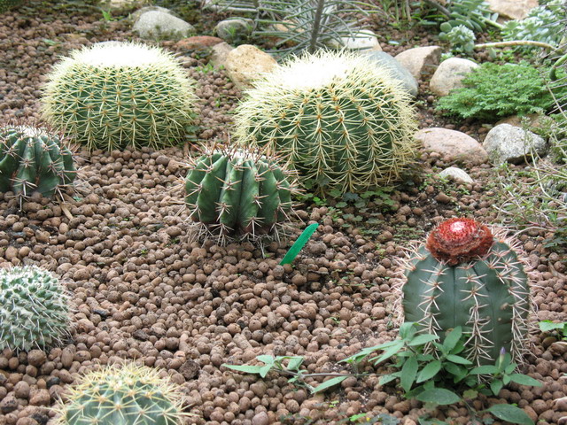 Ботанический сад (оранжерея) в Минске