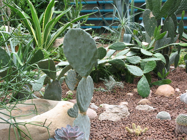 Ботанический сад (оранжерея) в Минске