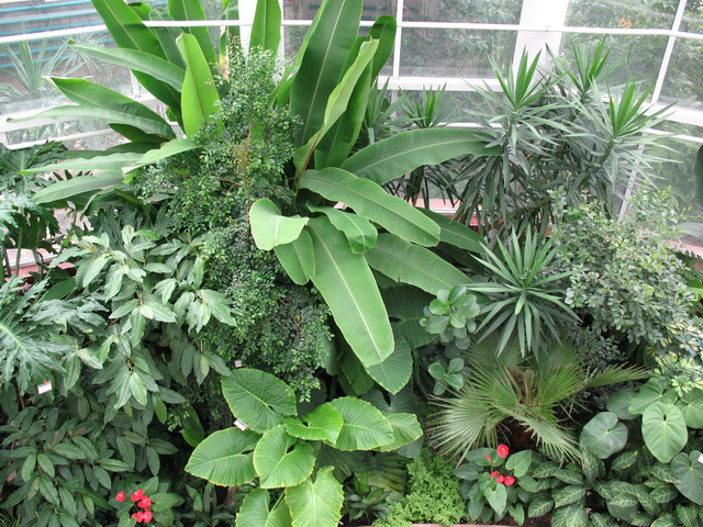 Ботанический сад (оранжерея) в Минске