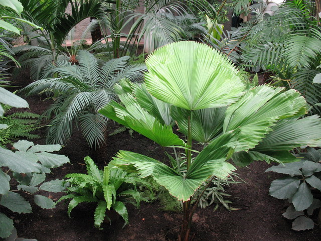 Ботанический сад (оранжерея) в Минске